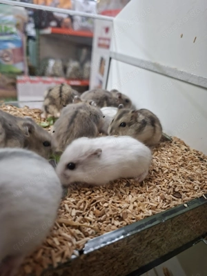 Zwerghamster   neu erhältlich Bild 3