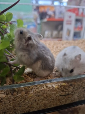 Zwerghamster   neu erhältlich Bild 7