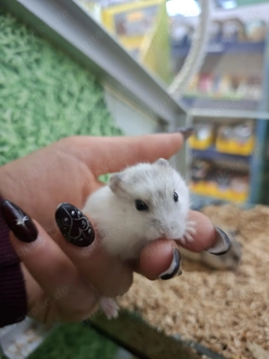 Zwerghamster   neu erhältlich Bild 4
