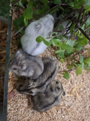 Zwerghamster   neu erhältlich Bild 5