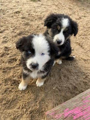 Standard Australian Shepherd Welpen suchen ihr Für-immer-Zuhause ab 26.10.2025