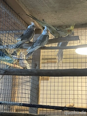 junger Nymphensittich zu verkaufen