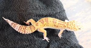 Leopardgecko Super Giant 0.1  weibchen Bild 6