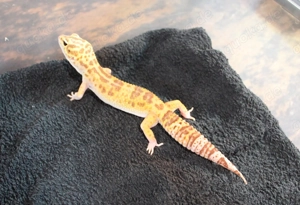 Leopardgecko Super Giant 0.1  weibchen