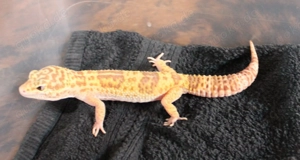 Leopardgecko Super Giant 0.1  weibchen Bild 3