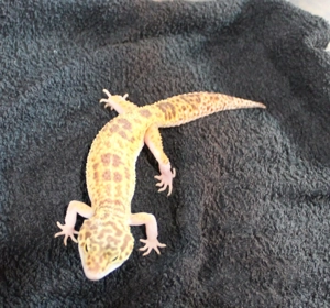 Leopardgecko Super Giant 0.1  weibchen Bild 10