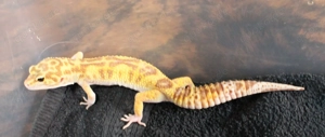 Leopardgecko Super Giant 0.1  weibchen Bild 2