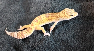 Leopardgecko Super Giant 0.1  weibchen Bild 5