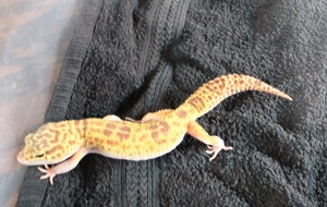 Leopardgecko Super Giant 0.1  weibchen Bild 4