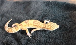 Leopardgecko Super Giant 0.1  weibchen Bild 8