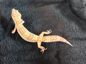 Leopardgecko Super Giant 0.1  weibchen Bild 9
