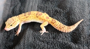 Leopardgecko Super Giant 0.1  weibchen Bild 7