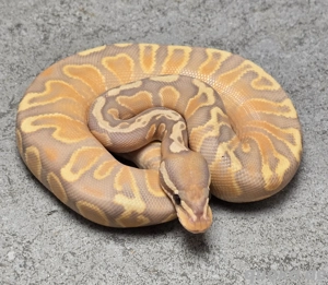 Köpy zur Abgabe (Hamm)