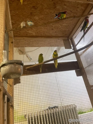 junge Ziegensittiche zu verkaufen