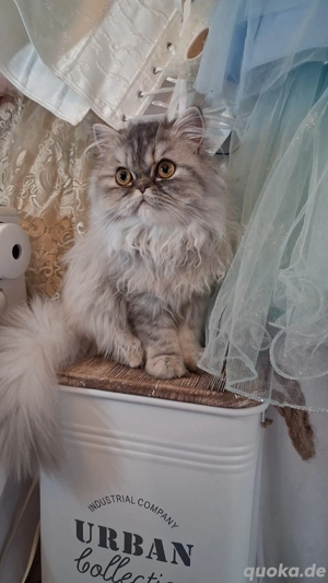 Baby katze Perser Mädchen.