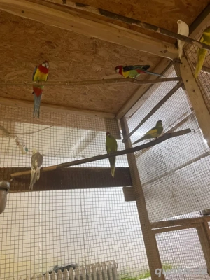 zwei Rosellasittiche in gute Hände zu verkaufen