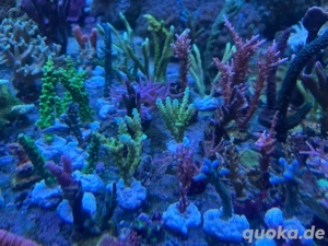 Ableger Korallen Meerwasser LPS SPS Euphylia