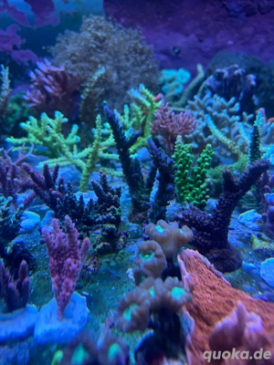Ableger Meerwasser Korallen SPS LPS Bild 3