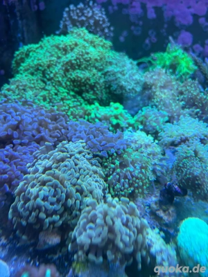 Ableger Meerwasser Euphylia Bild 2