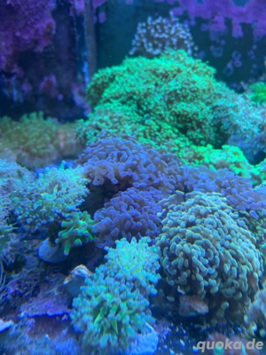 Ableger Meerwasser Euphylia Bild 3