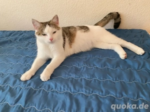 Liebevolle & loyale Nala sucht neues Zuhause