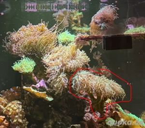 Koralle Euphyllia Glabrescens, Golden Torch, Vier Polypen, 9 Münder