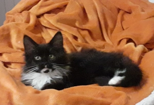 Wunderschöne reinrassige Maine Coon Kitten suchen neue Dosenöffner 