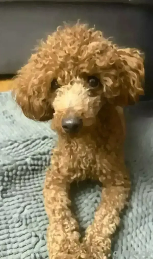 Deckrüde Zwergpudel