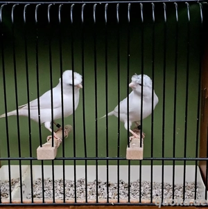 kanarienvögel Weiß rezessiv 