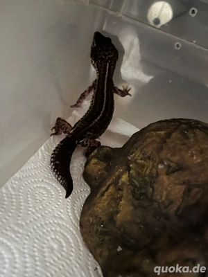 Leopardgecko Stripe MS Black Night 