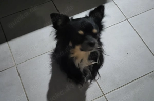 Milow 4 Jahre Alt sucht neues Frauchen