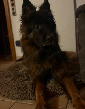 Altdeutscher Schäferhund Rüde - 3 Jahre 