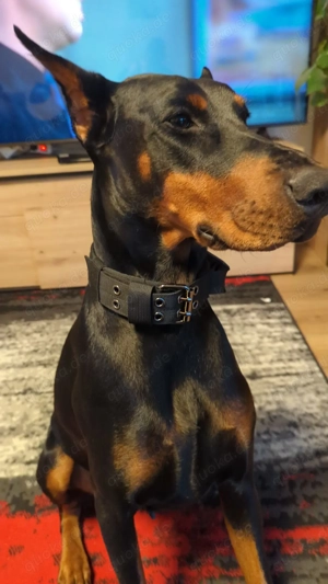 Dobermann Dame "Delta"