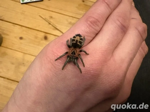 Vogelspinnen Cyriocosmus leetzi 1.1