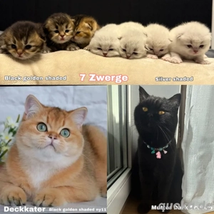 bkh kitten 7 zwerge mädchen und jungs