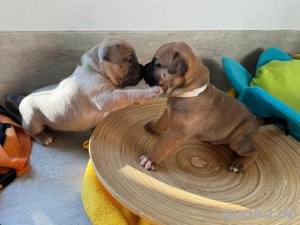 XL Bully Mix Welpen, 5 Süßlinge suchen ein liebevolles Zuhause!