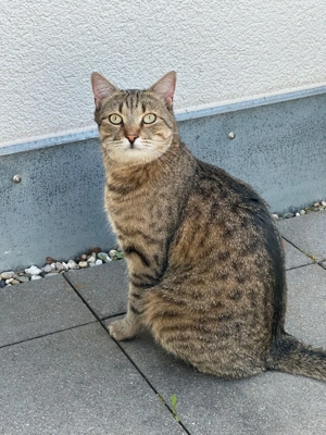 Kater sucht liebevolles Zuhause  