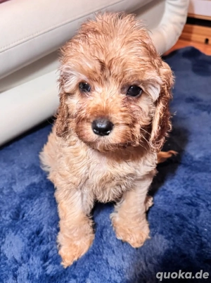 Cavapoo Welpen 