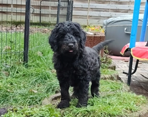 Kleinpudel Buddy darf ausziehen 