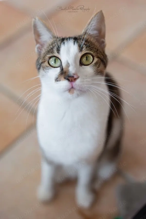 Tinker, neugieriger Sonnenschein, ca. 1 Jahr *Tierschutz* *in 64385 Reichelsheim*