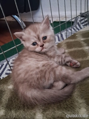 Britisch Kurzhaarkatze