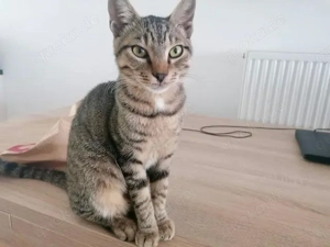 Julian, kleiner Tigerkater, ca. 8 Monate *Tierschutz* *in 88299 Leutkirch im Allgäu*