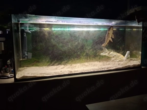 Aquarium mit Koi komplett 