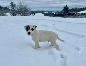 Parson Russel Terrier Welpen
