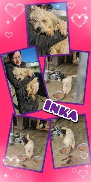 süße, kleine Hündin "Inka" sucht ein liebevolles Zuhause 