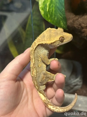 Kronengecko mit Terrarium abzugeben