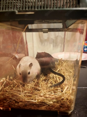 2 junge Rennmaus Brüder