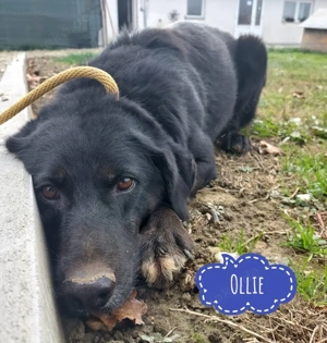 Ollie, liebenswerter Labrador Mix braucht nach Jahren im Tierheim endlich ein Zuhause