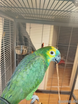 Blaustirnamazone Coco