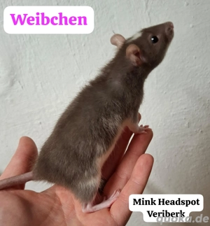 Junge Farbratten (Zwerg, Standard und Dumbo) abzugeben! Warteliste möglich! Bild 6